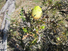 Banksia armata
