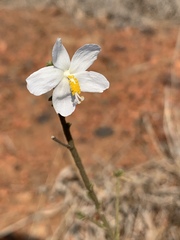 Hibiscus meyeri meyeri