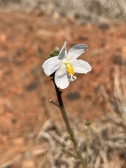 Hibiscus meyeri meyeri