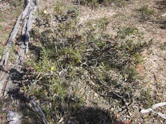 Banksia armata