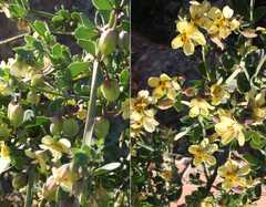 Roepera sessilifolia