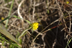 Conostylis candicans