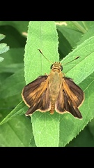 Polites themistocles