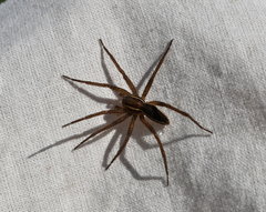 Dolomedes striatus