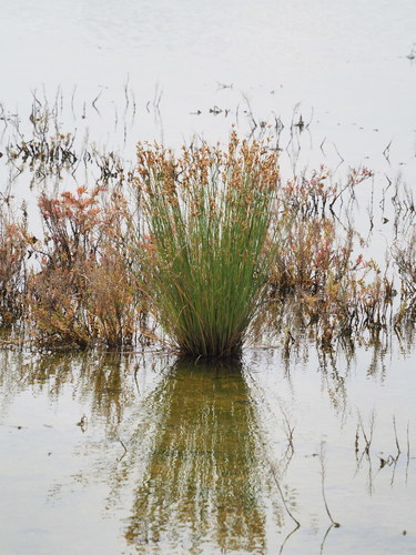Image of Fimbristylis sieboldii by no rights reserved