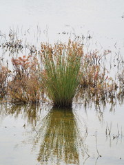 Fimbristylis sieboldii