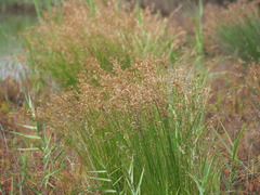 Fimbristylis sieboldii