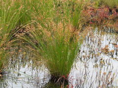 Fimbristylis sieboldii