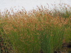 Fimbristylis sieboldii