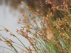 Fimbristylis sieboldii