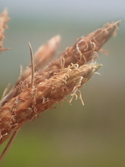Fimbristylis sieboldii