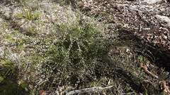 Micromyrtus sessilis