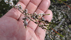 Micromyrtus sessilis