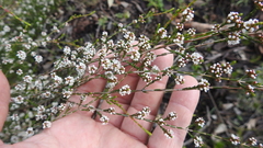 Micromyrtus sessilis