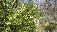 Notelaea linearis