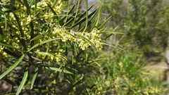 Notelaea linearis