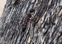 Myrmecia nigriceps