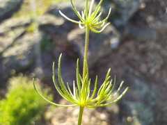 Spergula