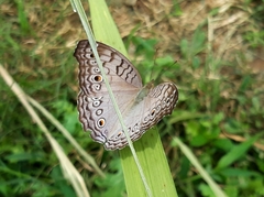 Junonia atlites