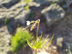 Spergula