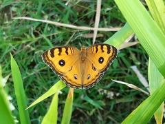 Junonia almana