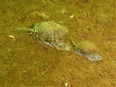 Tritia reticulata