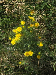 Pentanema britannica