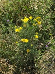 Pentanema britannica