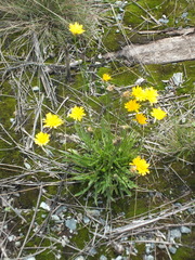 Scorzoneroides autumnalis