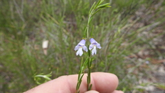 Prostanthera saxicola