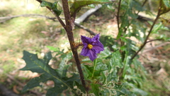 Solanum cinereum