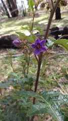 Solanum cinereum