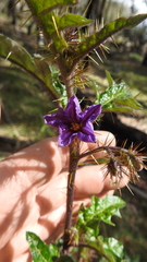 Solanum cinereum