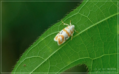 Cyana interrogationis