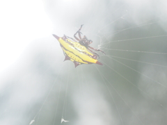 Gasteracantha diadesmia