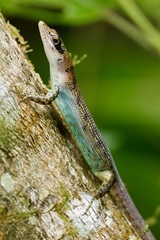 Emoia samoensis