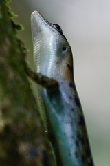 Emoia samoensis