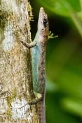 Emoia samoensis