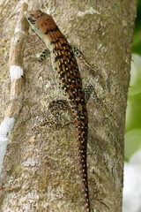 Emoia samoensis