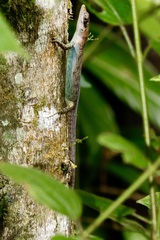 Emoia samoensis