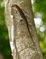 Emoia samoensis