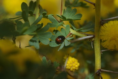 Ditropidus fugitivus