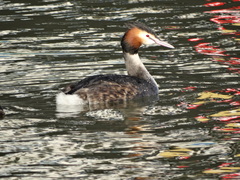 Podiceps cristatus