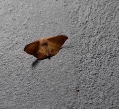 Patalene asychisaria