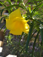 Cascabela thevetioides