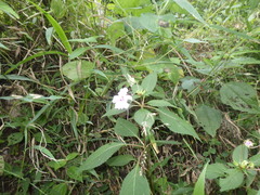 Impatiens platypetala