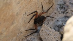 Platyoides walteri