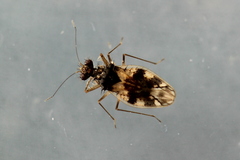 Patapius spinosus