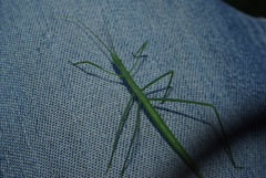 Phasmodes ranatriformis