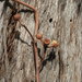 Eucalyptus acmenoides - Photo (c) Scott W. Gavins, algunos derechos reservados (CC BY-NC), subido por Scott W. Gavins